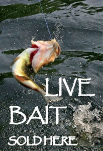 Live bait sold here squawker insert